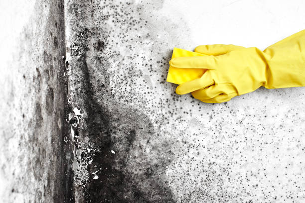 Crawl Space Mold Removal in Rock Hill, NY