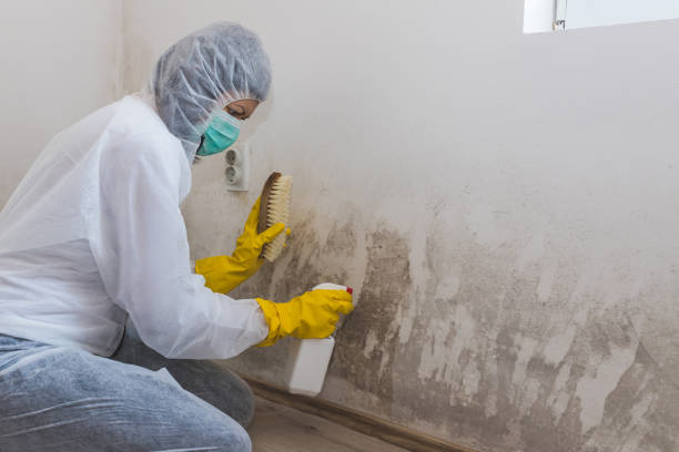 Best Black Mold Removal  in Rock Hill, NY