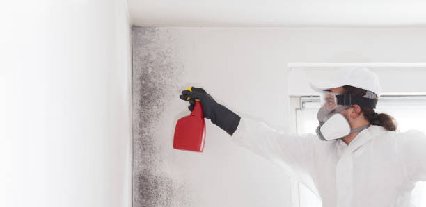 Best Toxic Mold Removal  in Rock Hill, NY