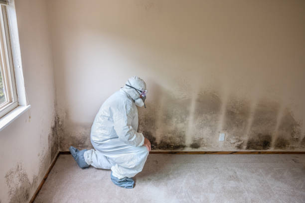 Best Residential Mold Removal  in Rock Hill, NY